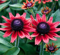 220 Pcs Beautiful Red Sun Plant Flower Seed