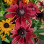 220 Pcs Beautiful Red Sun Plant Flower Seed