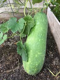 12 Pcs Watkins Melon Stir Seeds