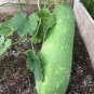 12 Pcs Watkins Melon Stir Seeds