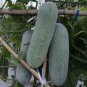 12 Pcs Watkins Melon Stir Seeds