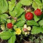 60 Pcs India Mock Strawberry Bonsai Seeds