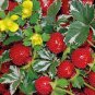 60 Pcs India Mock Strawberry Bonsai Seeds