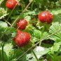 60 Pcs India Mock Strawberry Bonsai Seeds