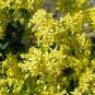 45 Pcs Radix Seeds Herbs Isatis Tinctoria Seeds