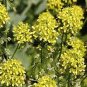 45 Pcs Radix Seeds Herbs Isatis Tinctoria Seeds