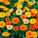 60 Pcs Beautiful Colorful Calendula Offcinalis Seeds