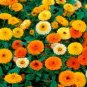60 Pcs Beautiful Colorful Calendula Offcinalis Seeds