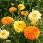 60 Pcs Beautiful Colorful Calendula Offcinalis Seeds