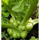 30 Pcs Organic Brassica Juncea Coss Vegetable Seeds