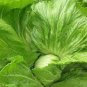 30 Pcs Organic Brassica Juncea Coss Vegetable Seeds