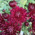 20 Pcs Noble Chrysanthemum Seeds Balcony Potted Flowers Chrysanthemum