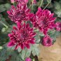 20 Pcs Noble Chrysanthemum Seeds Balcony Potted Flowers Chrysanthemum