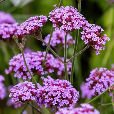 60 Pcs Perennial Multicolor Verbena Seeds