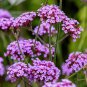 60 Pcs Perennial Multicolor Verbena Seeds