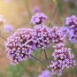 60 Pcs Perennial Multicolor Verbena Seeds