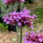 60 Pcs Perennial Multicolor Verbena Seeds