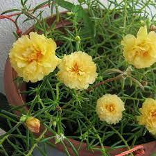 220 Pcs Oriole Sunflowers Yellow Portulaca Grandiflora