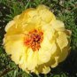 220 Pcs Oriole Sunflowers Yellow Portulaca Grandiflora