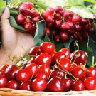 5 Pcs Super Sweet Bonsai Cherry Fruits Seeds 5 Pcs Super Sweet Bonsai Cherry Fruits Seeds