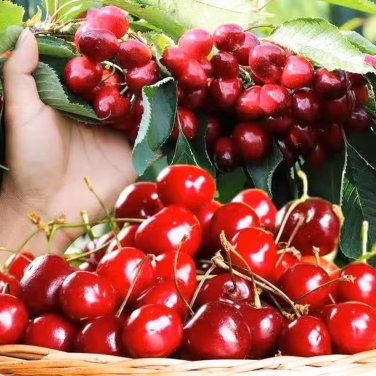 5 Pcs Super Sweet Bonsai Cherry Fruits Seeds