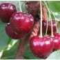 5 Pcs Super Sweet Bonsai Cherry Fruits Seeds