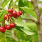 5 Pcs Super Sweet Bonsai Cherry Fruits Seeds