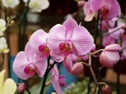 100 Pcs Heirloom Phalaenopsis Moth Orchid Perennial Bonsai Seeds