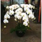 100 Pcs Heirloom Phalaenopsis Moth Orchid Perennial Bonsai Seeds