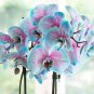 100 Pcs Heirloom Phalaenopsis Moth Orchid Perennial Bonsai Seeds