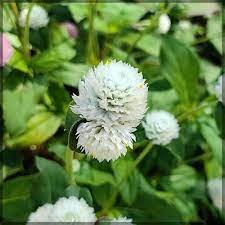 30 Pcs White Flower Gomphrena Globosa Seeds Bonsai