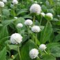 30 Pcs White Flower Gomphrena Globosa Seeds Bonsai