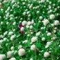 30 Pcs White Flower Gomphrena Globosa Seeds Bonsai