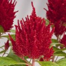 40 Pcs Big Red Beautiful Cockscomb
