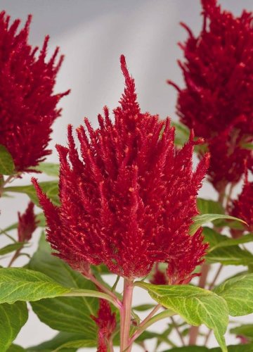 40 Pcs Big Red Beautiful Cockscomb