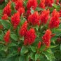 40 Pcs Big Red Beautiful Cockscomb