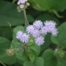60 Pcs Beautiful Ageratum Conyzoides Seeds Bonsai