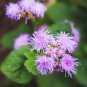 60 Pcs Beautiful Ageratum Conyzoides Seeds Bonsai