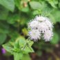 60 Pcs Beautiful Ageratum Conyzoides Seeds Bonsai