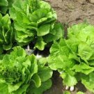 160 Pcs Ball Lettuce Vegetable Seeds Potted Plant