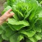 160 Pcs Ball Lettuce Vegetable Seeds Potted Plant