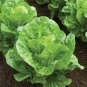 160 Pcs Ball Lettuce Vegetable Seeds Potted Plant
