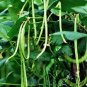 25 Pcs Green Soy Beans Cowpeas Vegetable Seeds
