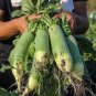 60 Pcs Green Radish Seed Best Garden Plants Vegetable Seeds