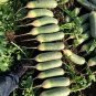 60 Pcs Green Radish Seed Best Garden Plants Vegetable Seeds