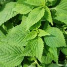 35 Pcs Double Color Suzi Seed Potted Perilla Seeds Crisped Common Perilla
