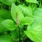 35 Pcs Double Color Suzi Seed Potted Perilla Seeds Crisped Common Perilla