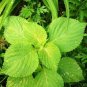 35 Pcs Double Color Suzi Seed Potted Perilla Seeds Crisped Common Perilla