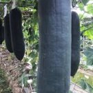 8 Pcs Black Wax Gourd Seed Best Garden Plants Vegetable