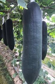 8 Pcs Black Wax Gourd Seed Best Garden Plants Vegetable